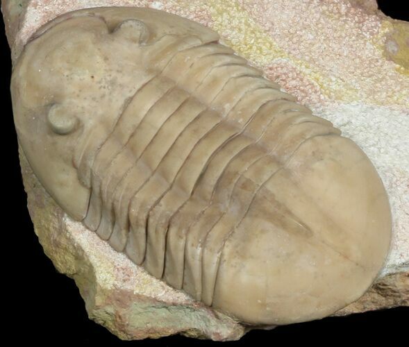 Asaphus Broeggeri Trilobite - Earliest Russian Asaphid #46008